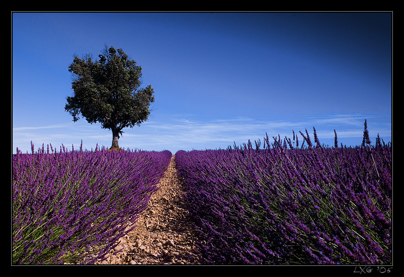 Provence_LavBaumLeft.jpg