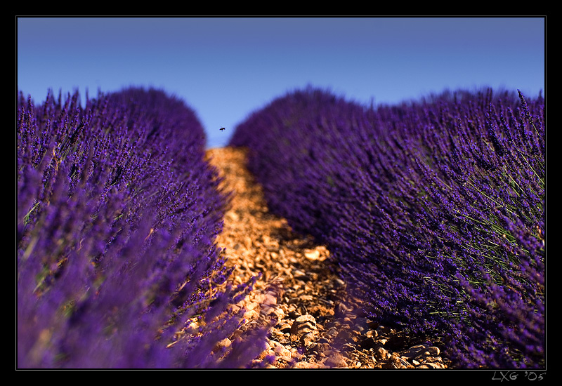 Provence_LavBiene.jpg